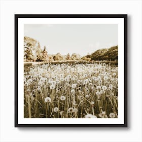 Dandelion Meadow Square Art Print