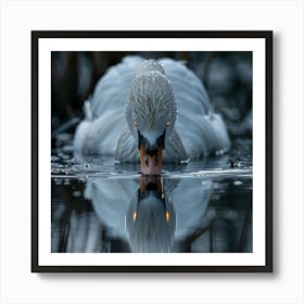 Swan Reflection 1 Art Print