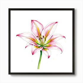 Pink Lily 8 Art Print