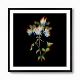 Prism Shift Phlox Botanical Illustration on Black Art Print