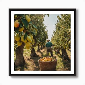 Man Picking Pears In An Orchard Art Print