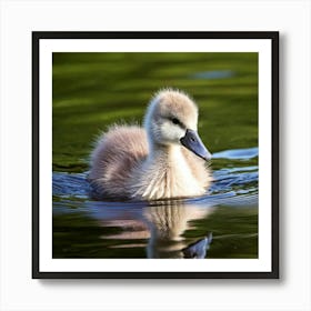 Swan photo 3 Art Print