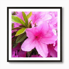 Azaleas 6 Art Print