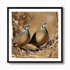 Pheasant birds Art Print