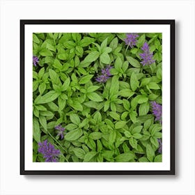 Purple Basil Art Print