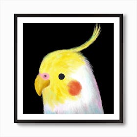 Cockatiel Art Print