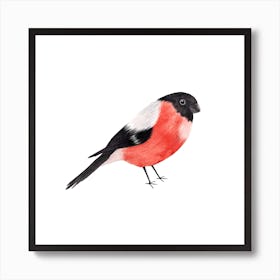 Bullfinch Square Art Print