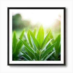 Ecology Plant Green Nature Garden Flora Fresh Leaf Summer Natural Environment Spring Gra (2) Art Print