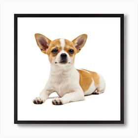 Chihuahua Art Print