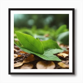 Green Leaf On The Ground Art Print