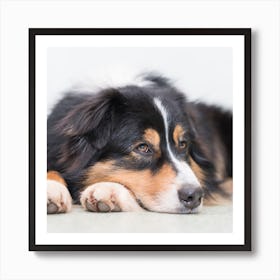 British Collie Dog Laying Down Art Print