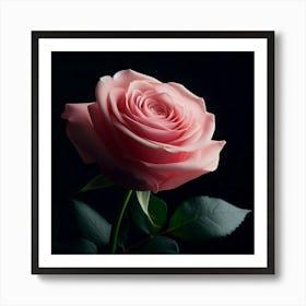 Pink Rose On Black Background Art Print