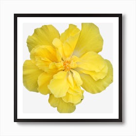 Yellow Hibiscus Flower Art Print