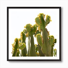 Cactus starting to bloom Art Print