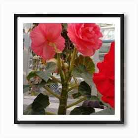 Red Geranium Art Print