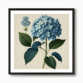 With Hydrangea Blue Botanical Illustration Art Print