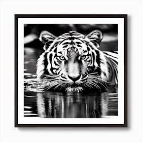 Tiger In Water 2 Póster