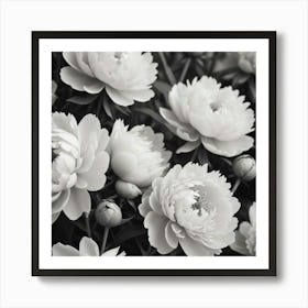 White Peonies Art Print