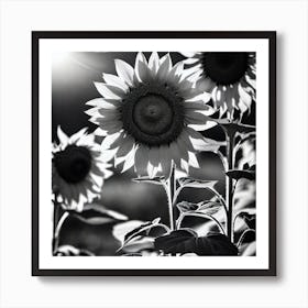 Sunflowers In Black And White Art Print