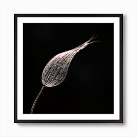 Dandelion 1 Art Print