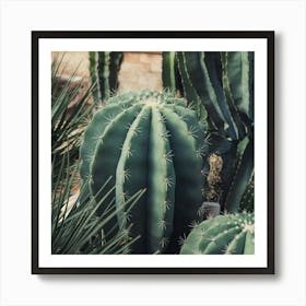 Cactus Garden Art Print