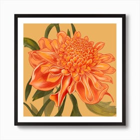 Waratah Orange Detailed Flower Square Art Print