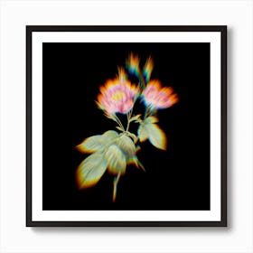 Prism Shift Anemone Centuries Rose Botanical Illustration on Black n.0221 Art Print