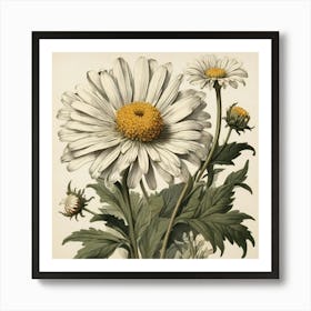 Shasta Daisy Wildflower Vintage Botanical Art Print Art Print