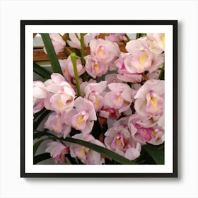 Pink Orchids 10 Art Print