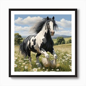 Piebald Irish Cob Horse Galloping Through Daisies Art Print