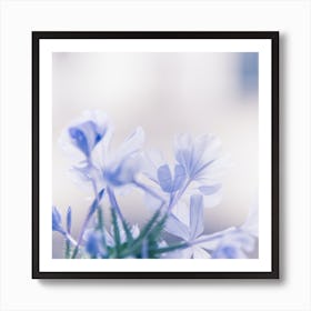 Blue Jasmine Flower Art Print