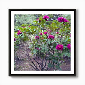 Peony in Japan 29 Art Print