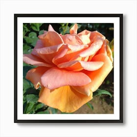 Peach Rose Art Print