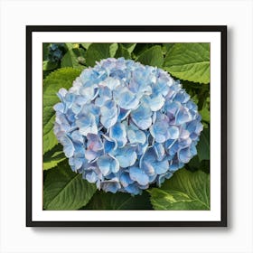 Hydrangea 1 Art Print