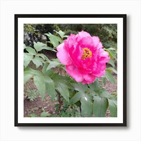 Peony in Japan 7 Art Print