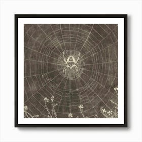 Spider Web Art Print