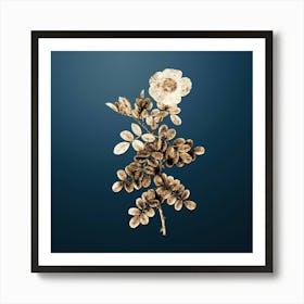 Gold Botanical Macartney Rose on Dusk Blue n.0613 Art Print