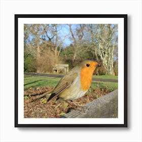 The Robin Art Print