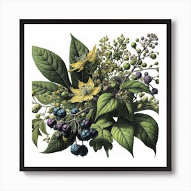 Botanical illustration of a leafy plant Art Print