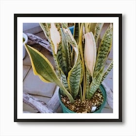 Snake Plant Art Print