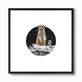 Meerkat Collage Square Art Print