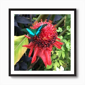 Blue Butterfly on Red Flower Art Print