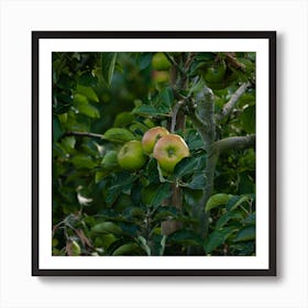 Apple Tree In The Orchard Art Print