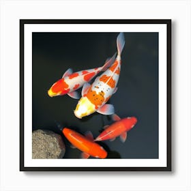 Koi Fish 71 Art Print