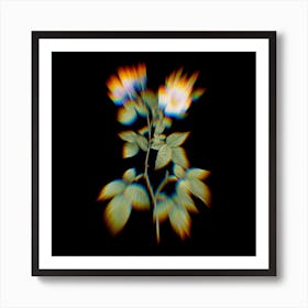 Prism Shift Red Bramble Leaved Rose Botanical Illustration on Black n.0381 Art Print