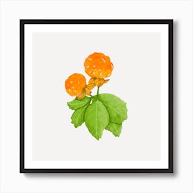 Cloudberries Botanical Art Print