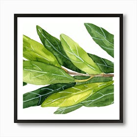 Olive Branch Watercolor Painting Art Print