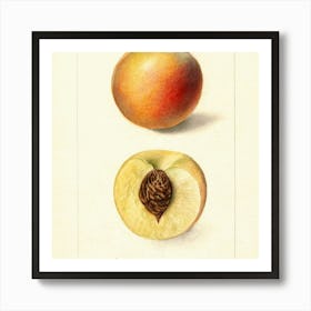 Fruit 2 19 Art Print