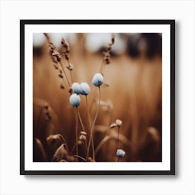 Blue Corn Flower No 5 Art Print