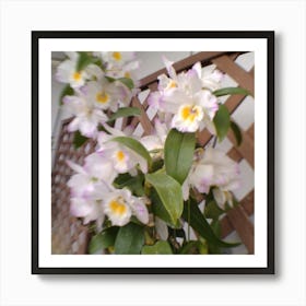 Orchids 11 Art Print